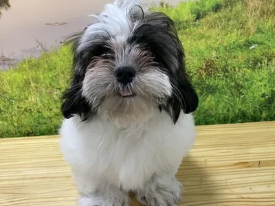 Male Teddy Bear Puppy for Sale in Lee's Summit, MO