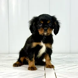 Male Cavalier King Charles Spaniel puppy named Ace for sale at Summit Zoo.
