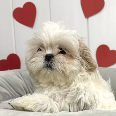 Female Shih Tzu Puppy for Sale in Lee's Summit, MO