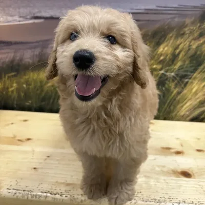 Female Standard Goldendoodle Puppy for Sale in Lee's Summit, MO
