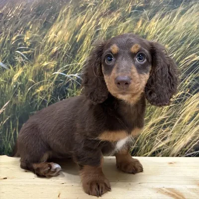 Female Dachshund Puppy for Sale in Lee's Summit, MO