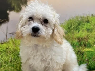 Female Bichon-Poodle Puppy for Sale in Lee's Summit, MO