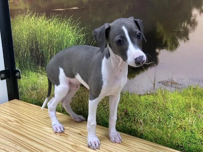 Male Italian Greyhound Puppy for Sale in Lee's Summit, MO