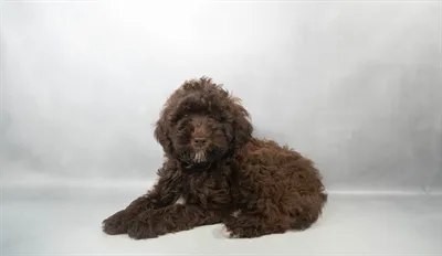 Female Mini Whoodle puppy for sale at Summit Zoo.