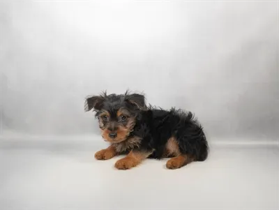 Male Silky Terrier puppy named Brownie for sale at Summit Zoo.