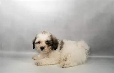 Female Teddy Bear puppy named Catwoman for sale at Summit Zoo.