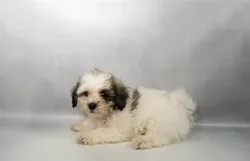 Female Teddy Bear puppy named Catwoman for sale at Summit Zoo.