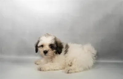Female Teddy Bear puppy named Catwoman for sale at Summit Zoo.
