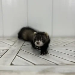 Male Ferret small animal for sale at Summit Zoo.
