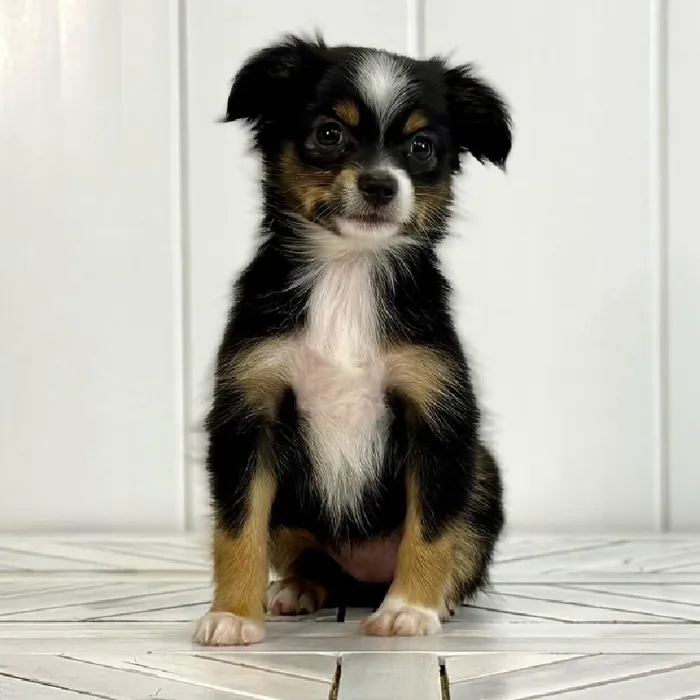Female Mini Austrailian Shepard puppy named Juniper for sale at Summit Zoo.