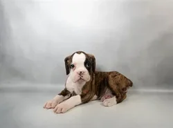 car_main_img_/media/ap_media/pets/JDPKOFUYDGSA34778.webp.250x250_q85.webp