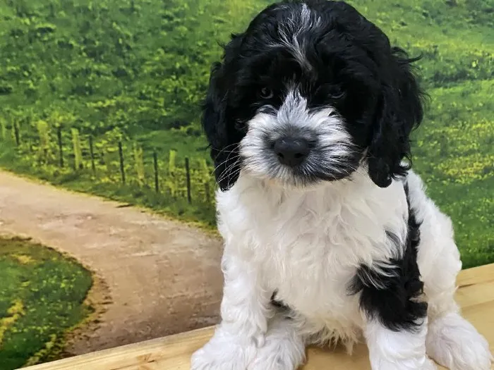 Male Cockapoo Puppy for Sale in Lee's Summit, MO