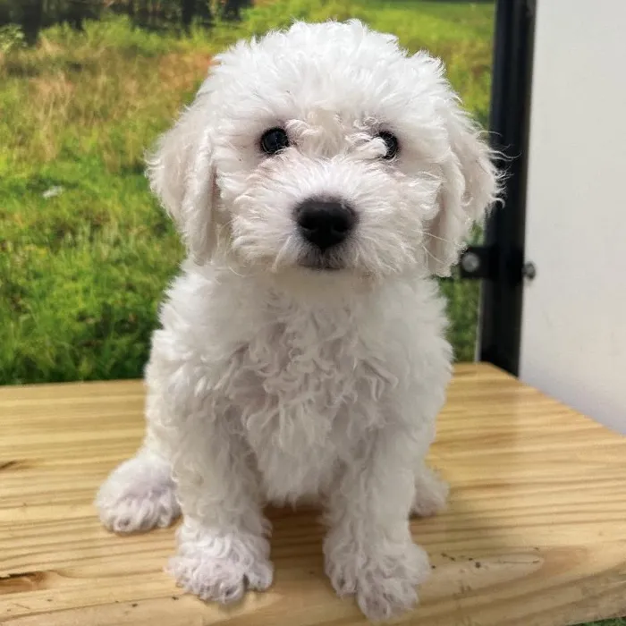Female Bichon Puppy for Sale in Lee's Summit, MO