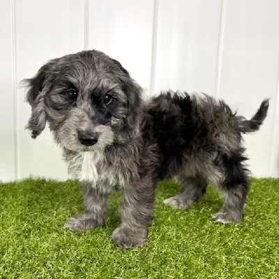 Male Doxie-Poo Puppy for Sale in Lee's Summit, MO