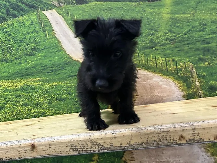 Female Scottish Terrier Puppy for Sale in Lee's Summit, MO
