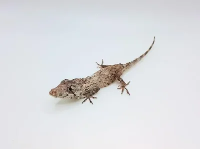 Unknown Cuban False Chameleon Reptile for Sale in Lee's Summit, MO