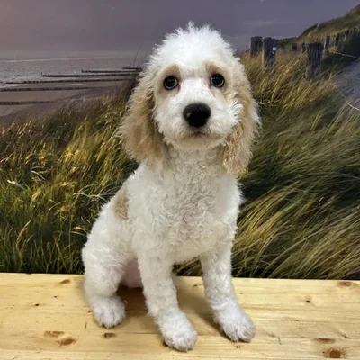 Male Cockapoo Puppy for Sale in Lee's Summit, MO