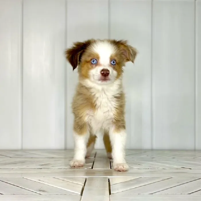 Male Toy Australian Shepherd puppy named Iron Man for sale at Summit Zoo.