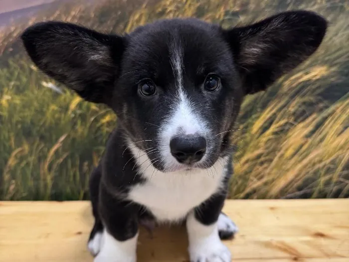 Male Cardigan Welsh Corgi Puppy for Sale in Lee's Summit, MO