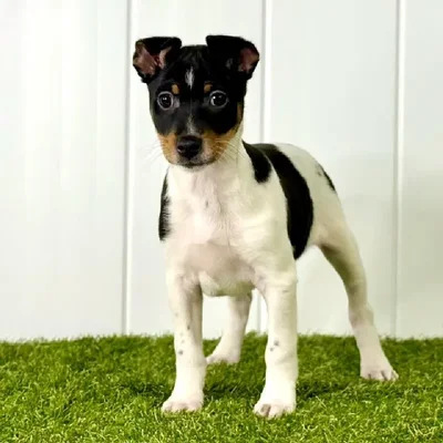 Male Rat Terrier Puppy for Sale in Lee's Summit, MO