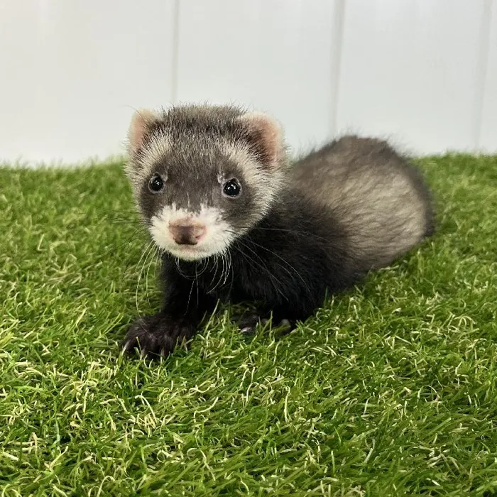 Male Ferret Small Animal for Sale in Lee's Summit, MO