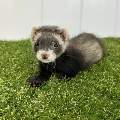Male Ferret Small Animal for Sale in Lee's Summit, MO