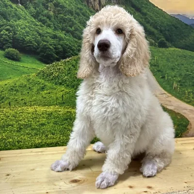 Female Standard Poodle Puppy for Sale in Lee's Summit, MO
