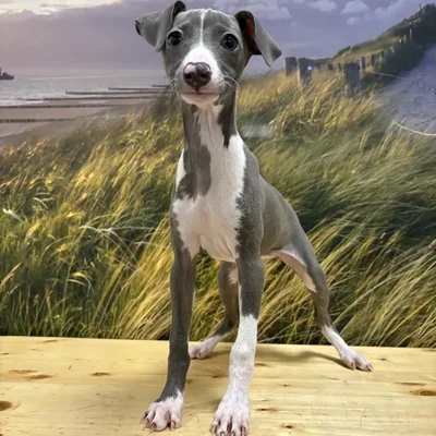 Female Italian Greyhound Puppy for Sale in Lee's Summit, MO