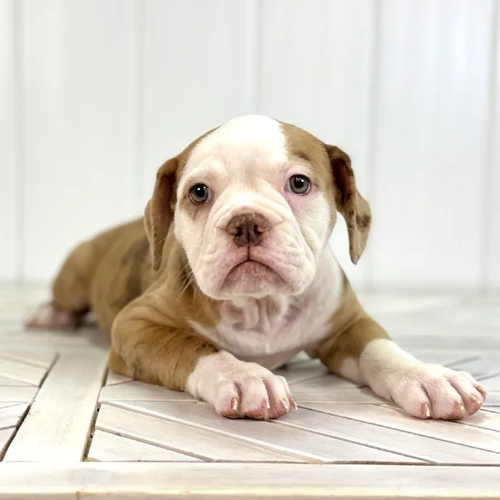 Female Old English Bulldog puppy named Mabel for sale at Summit Zoo.