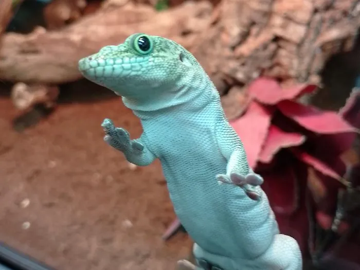 Unknown Standings Day Gecko Reptile for Sale in Lee's Summit, MO