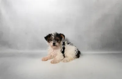 Female Yorkie puppy for sale at Summit Zoo.