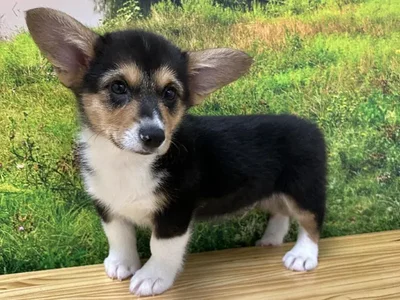 Male Pembroke Welsh Corgi Puppy for Sale in Lee's Summit, MO