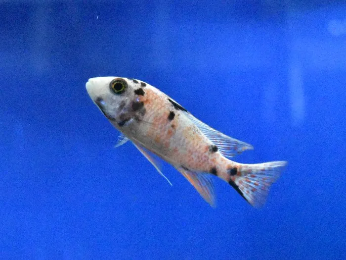 Unknown African Cichlid Freshwater Fish for Sale in Lee's Summit, MO