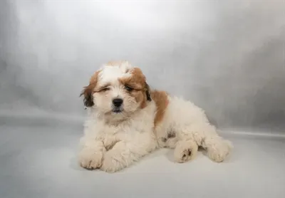 Female La-Chon puppy named Willow for sale at Summit Zoo.