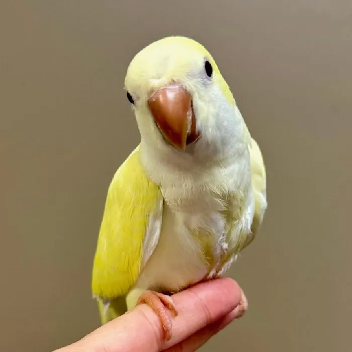 Unknown Quaker Bird for Sale in Lee's Summit, MO