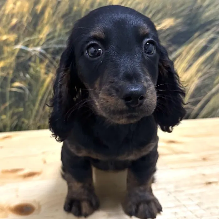 Male Dachshund Puppy for Sale in Lee's Summit, MO