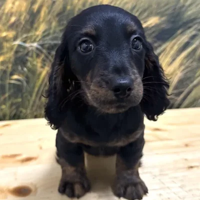 Male Dachshund Puppy for Sale in Lee's Summit, MO