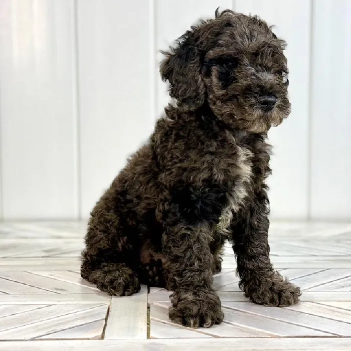 Male Cavapoo puppy named Mousse for sale at Summit Zoo.