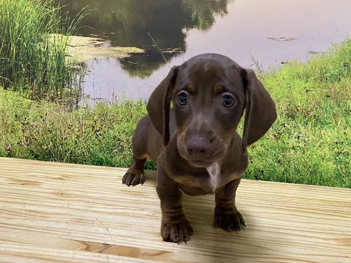 Male Dachshund Puppy for Sale in Lee's Summit, MO
