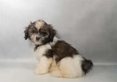 Male Shih Tzu puppy named Scooter for sale at Summit Zoo.