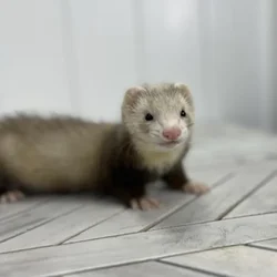 Male Ferret small animal for sale at Summit Zoo.