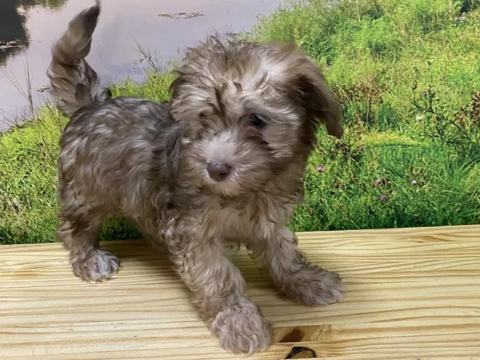 Female Havanese Puppy for Sale in Lee's Summit, MO