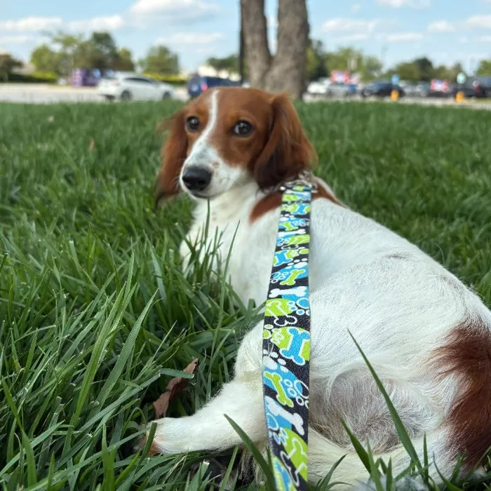 Female Dachshund (Adoption) adoption dog named Peppermint Patty for sale at Summit Zoo.