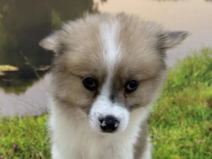 Male Pomeranian Puppy for Sale in Lee's Summit, MO