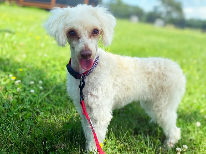 Female Aussiedoodle Adoption Adoption Dog for Sale in Lee's Summit, MO