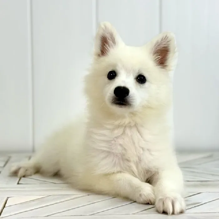 Female American Eskimo puppy named Pearl for sale at Summit Zoo.