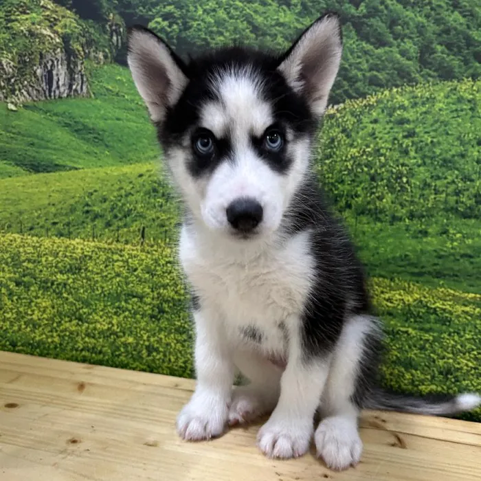 Male Siberian Husky Puppy for Sale in Lee's Summit, MO