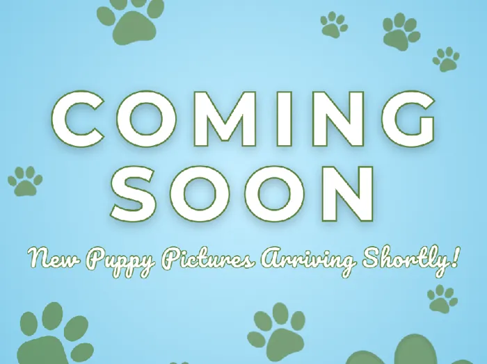 Male Bernese Mountain Dog Puppy for Sale in Lee's Summit, MO