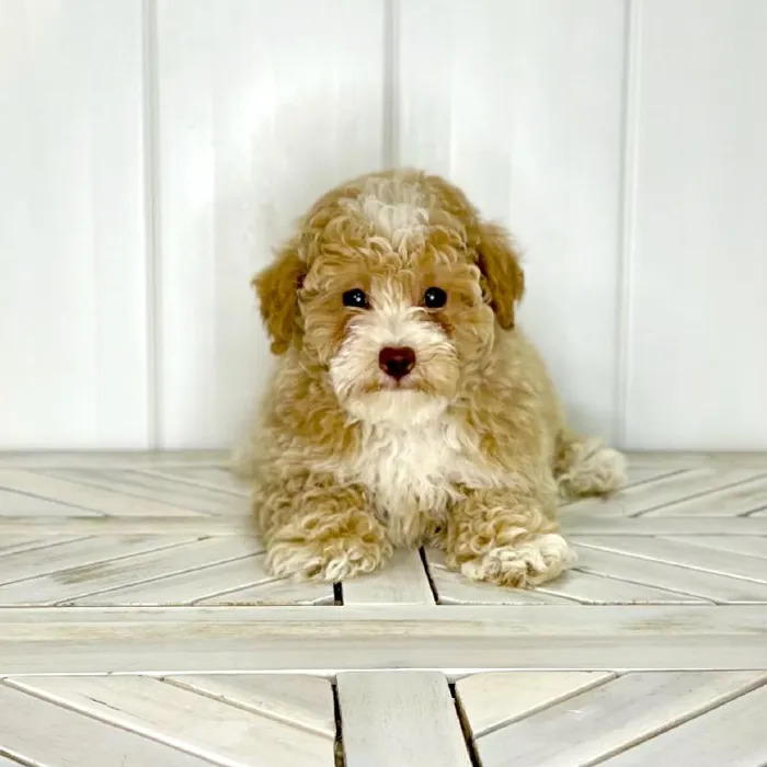 Female Bichon-Poodle puppy named Supergirl for sale at Summit Zoo.