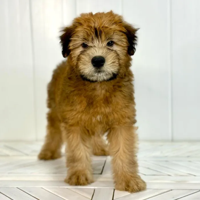 Female Soft Coated Wheaten Terrier puppy named Bloom for sale at Summit Zoo.